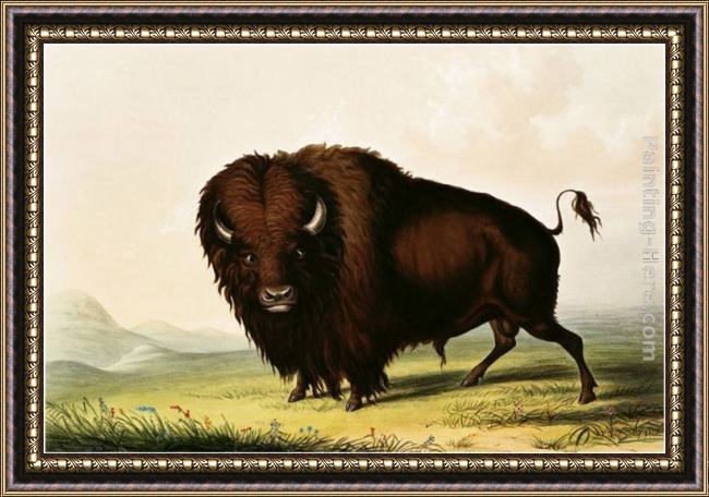 Framed George Catlin a bison, circa 1832 painting