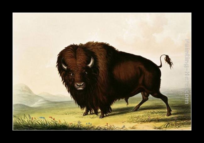 Framed George Catlin a bison, circa 1832 painting